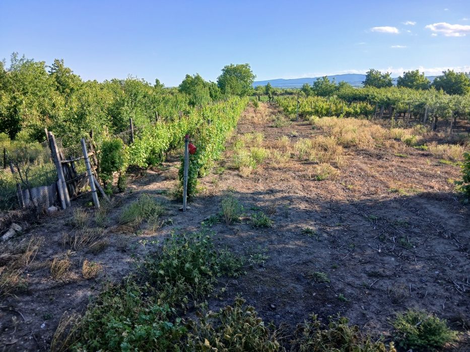 Vănd  teren intravilan +casă bătrânească