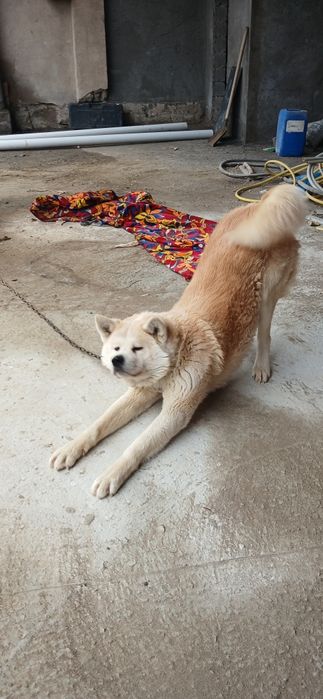 Акита-Хатико продам