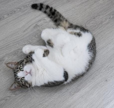 Кошечка НЮША ищет семью.