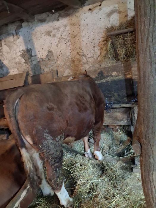 Taur baltata Romaneasca