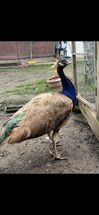 Mascul 2 ani paun Purple