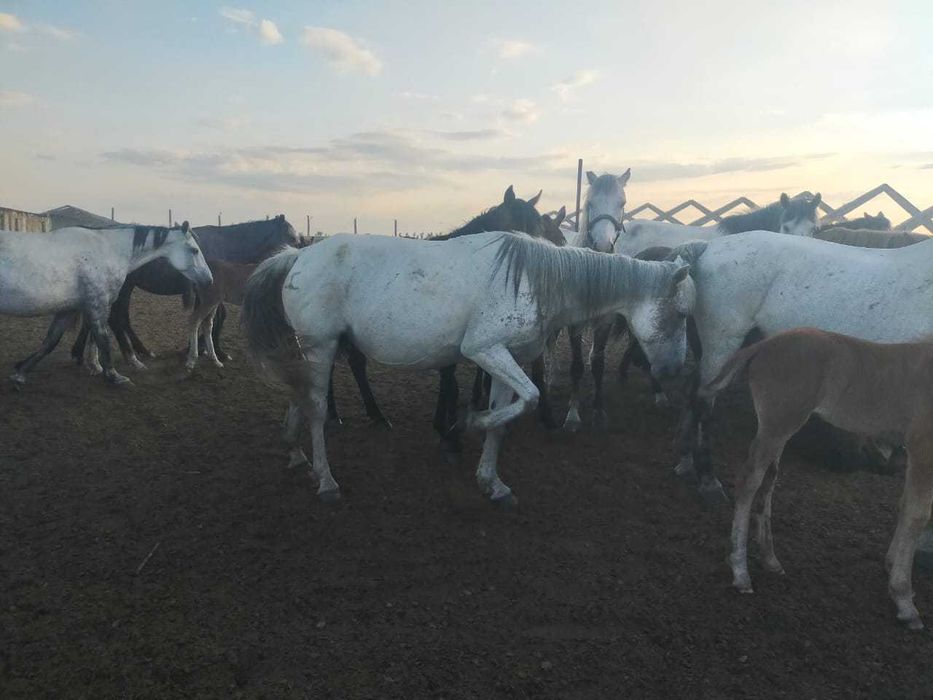 Сатам биені 6 жаста, продам кобылу 6 лет