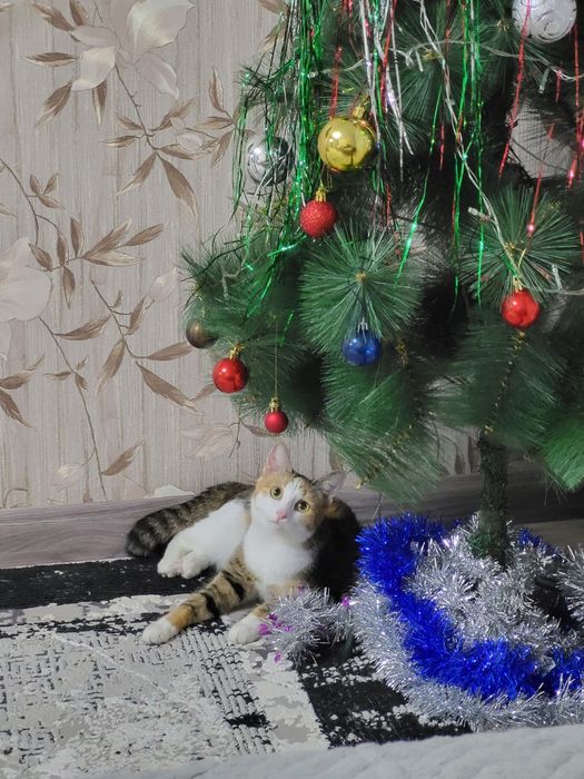 Отдам кошечку, в хорошие руки