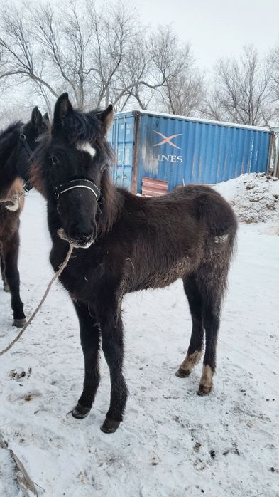 Жабағы еркек   ыюыж