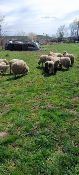 Vindem miei pentru Paște