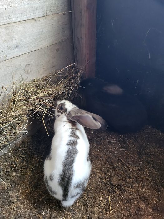 Iepuri fluture german