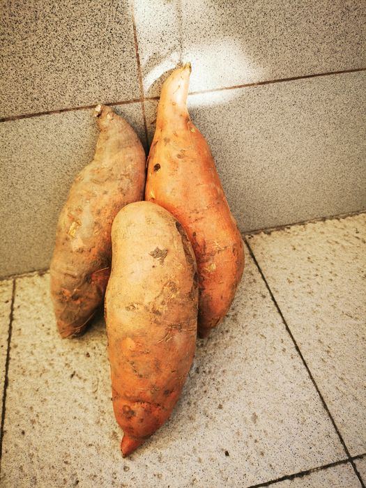 Разсад батати (сладки картофи)