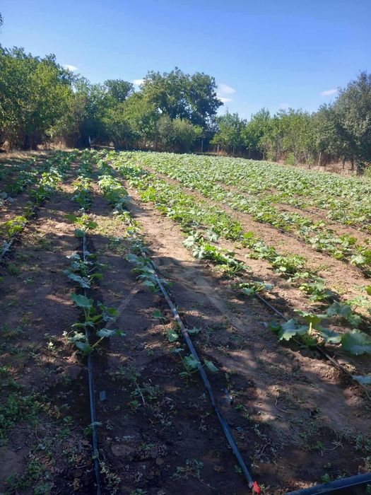 Продава се Къща в с. Опълченец, Област Стара Загора - 120 кв.м за 272 €/кв.м - Снимка #5