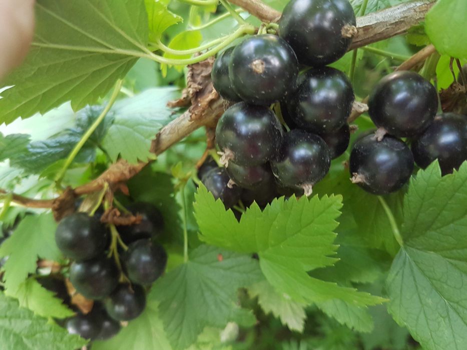 Продам саженец чёрной ссмородины