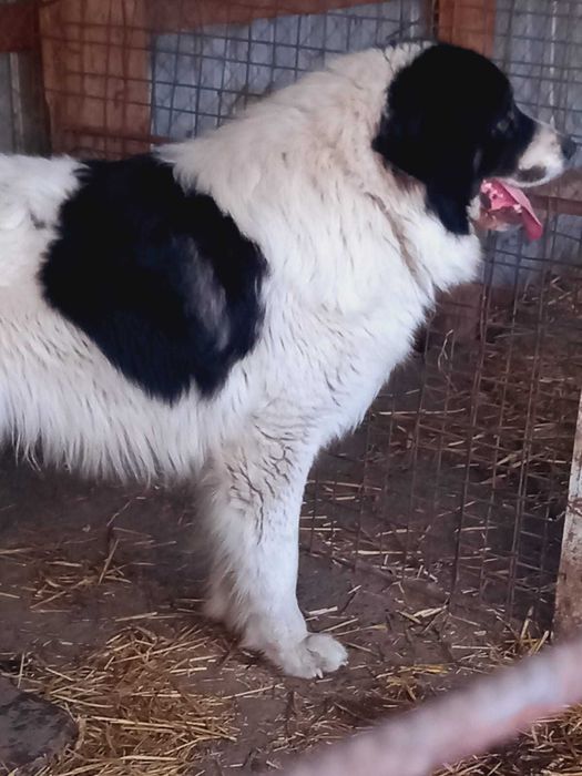 Ciobanesc de bucovina