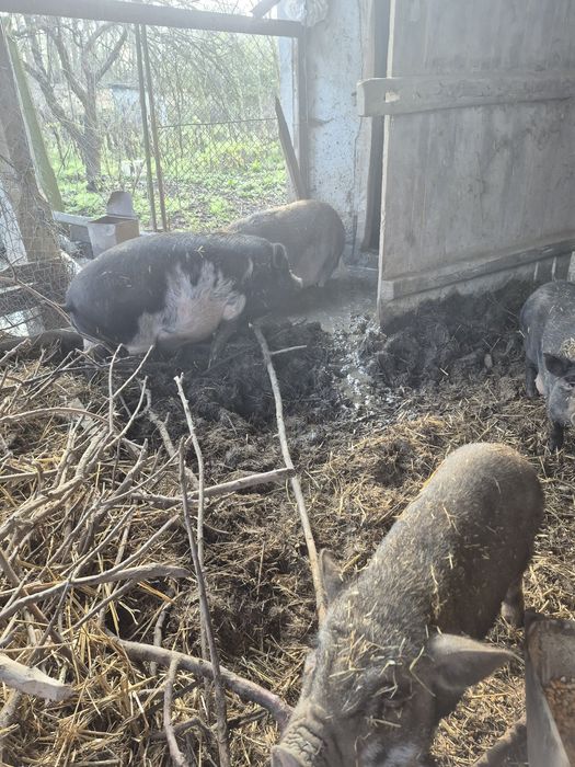 Виетнамски прасета