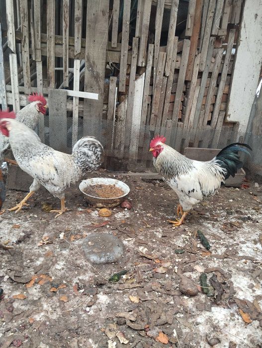 Петухи барковская борвистая продам