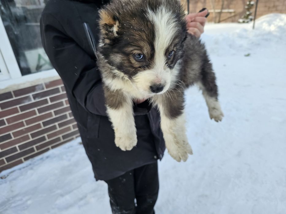 Тобет күшік САО Тобет