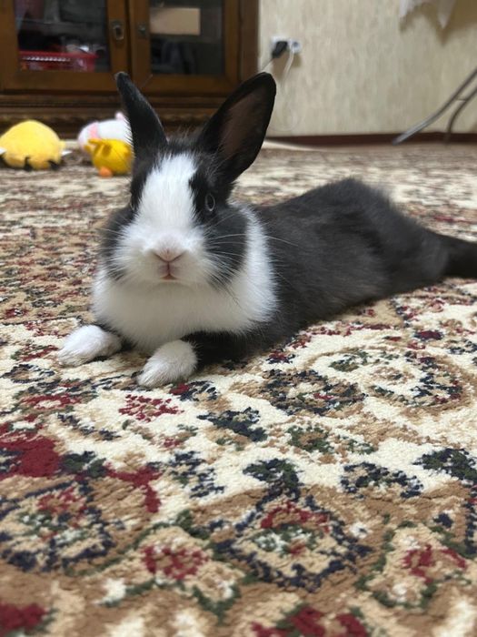 Продам декоративного кролика