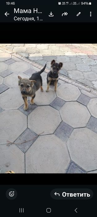 Продам щенят овчарки