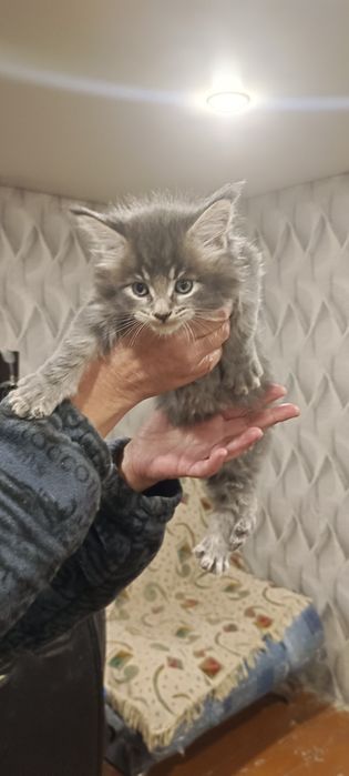 Продаются Котята Мейн куны