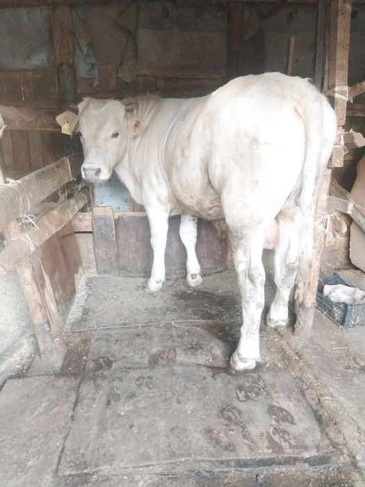 Продам бычька  1.год1 месец