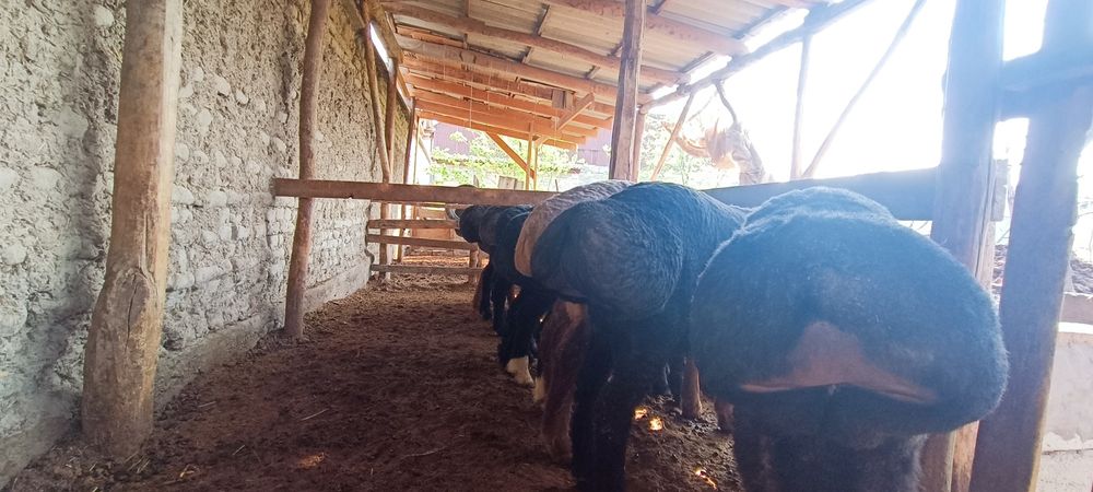 Кучкорлар сотилади