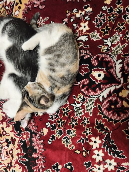Отдам  котят в добрые руки