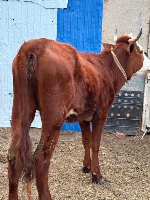 Қашарлар сатылады