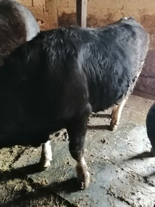 Vând vițel bălțat negru