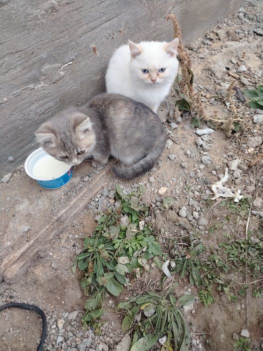 Отдам полупордистых котят