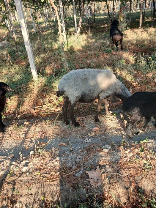 Egiz bolalik arabi qoʻy sotiladi