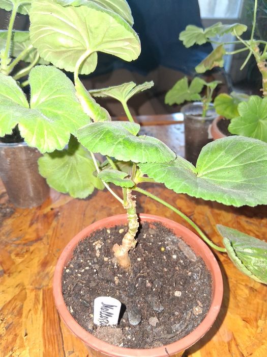 Продавам сортови пеларгонии