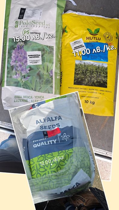 Люцерна семе.Семена люцерна