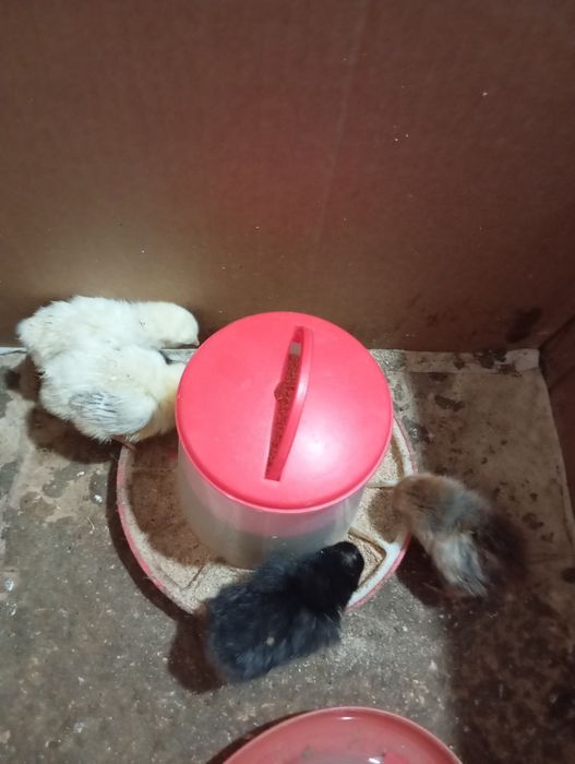 Цыплята разнопородные.