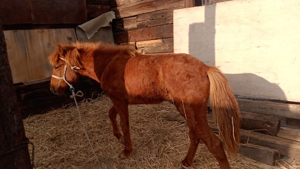 Жабағы. Лошадь. Кобылка