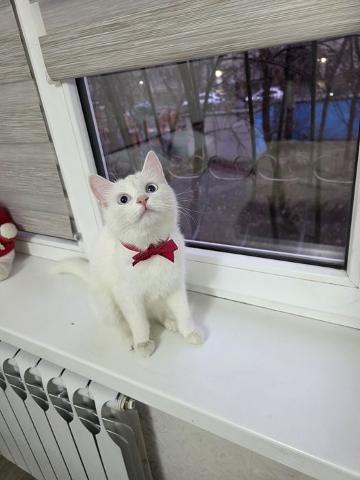 Котенок 5,6 месяцев