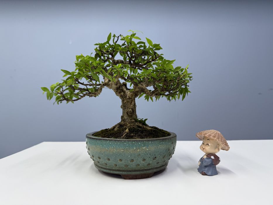 Bonsay vetnamdan kelgan