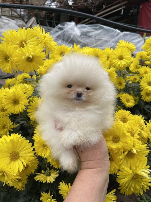 Померан мини