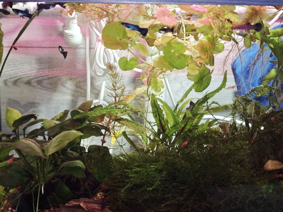 Гуппи Московские синие