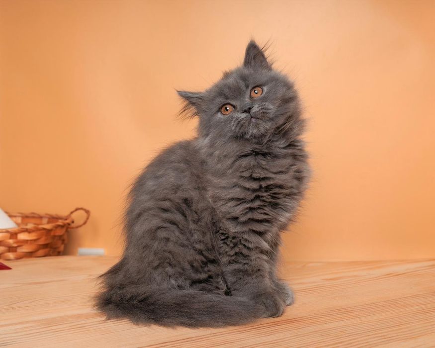 Длиношерстный британский котенок
