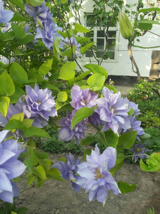 Клематисы разных сортов и спирея, климатис, Klematis