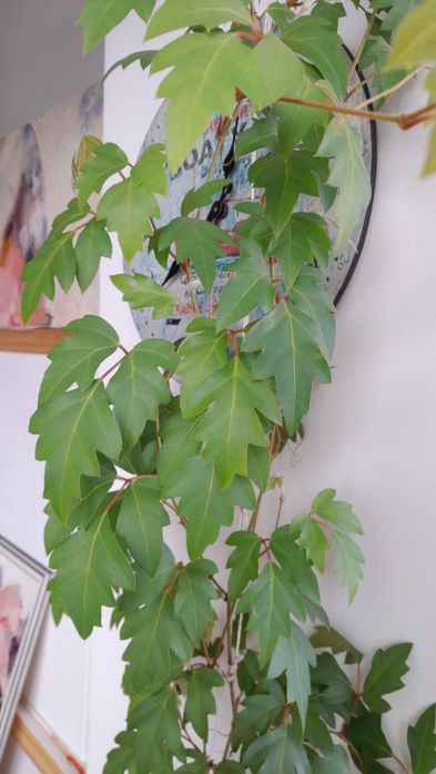 Циссус ( комнатный виноград)