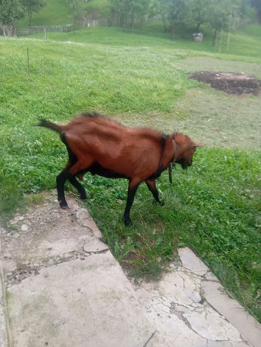De vânzare, țap de rasă!