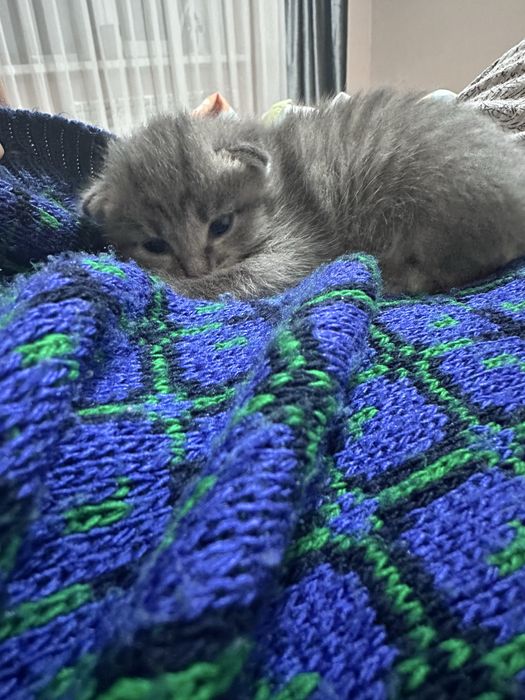 Отдам котят в добрые руки