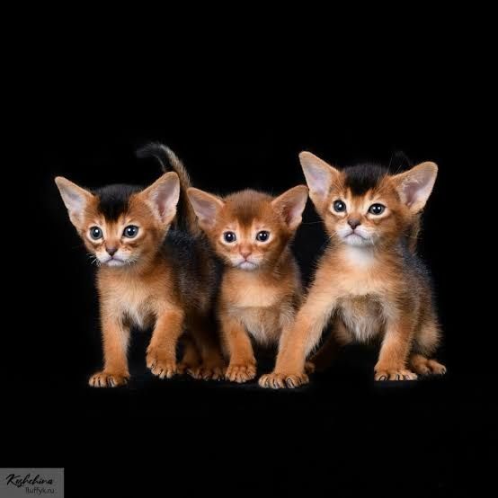 Абиссинские котята