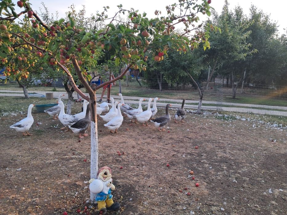 Gâște mature și tinere de țară
