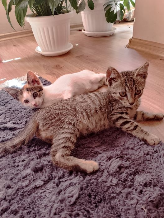 Подарявам две мъжки котета