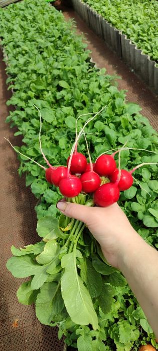 Продам редис домашний