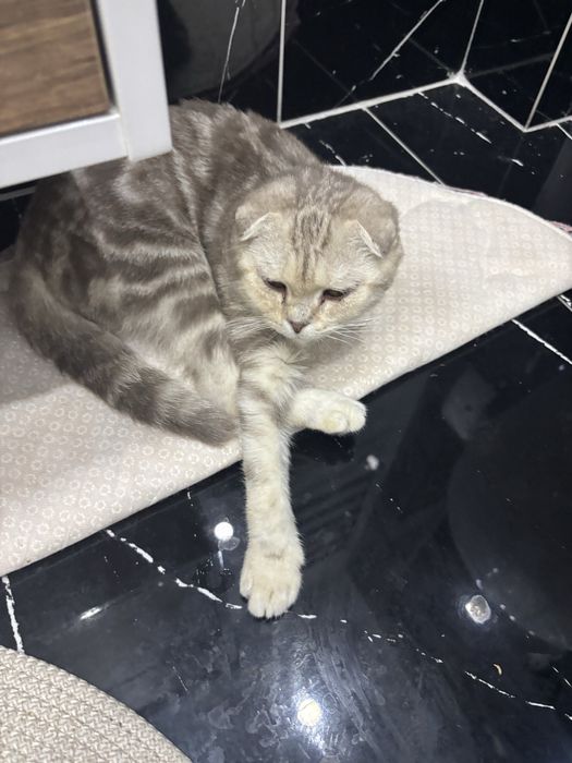 Шотландская вислоухая кошка