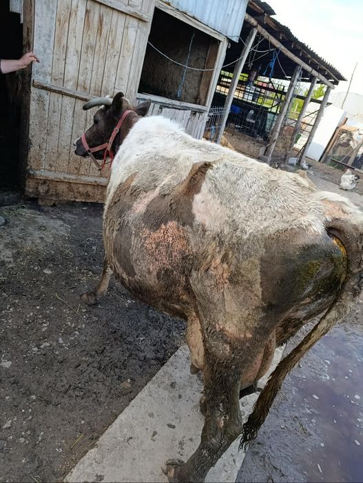 Vaca de vânzare .
