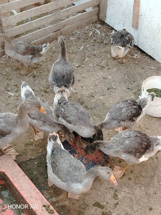 Продам гусятаааа