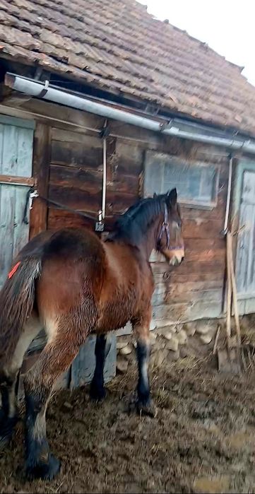 De vânzare mânz are 8 luni