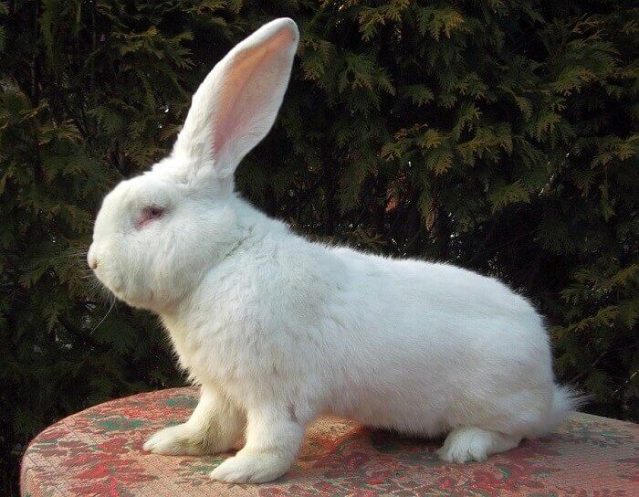 Кролики белый фландр