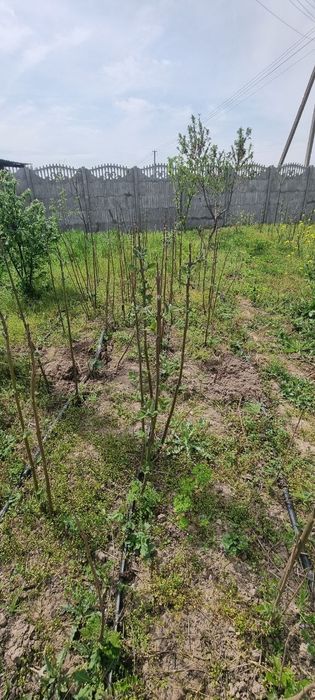 Продаются саженцы повлония